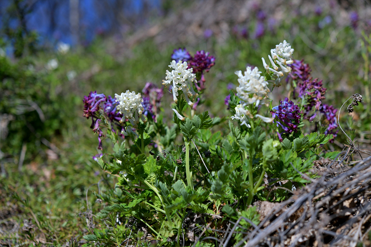 DSC_7058.jpg