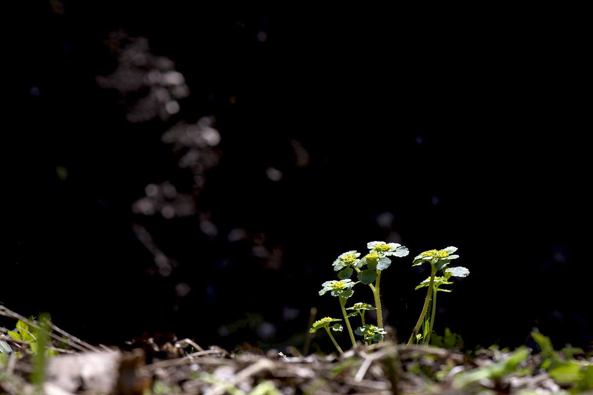 DSC_8519aaa.jpg