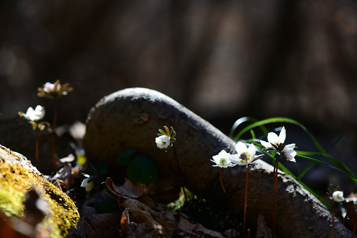 DSC_1920cc.jpg