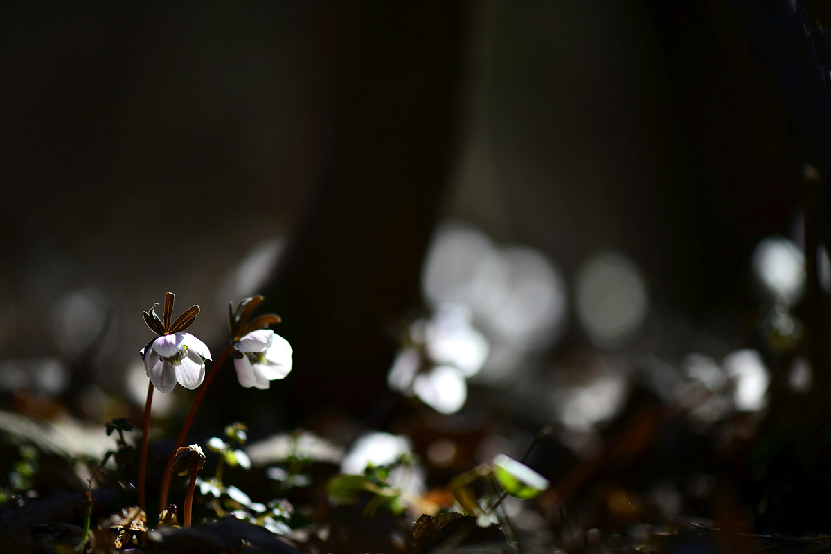DSC_1962sss.jpg