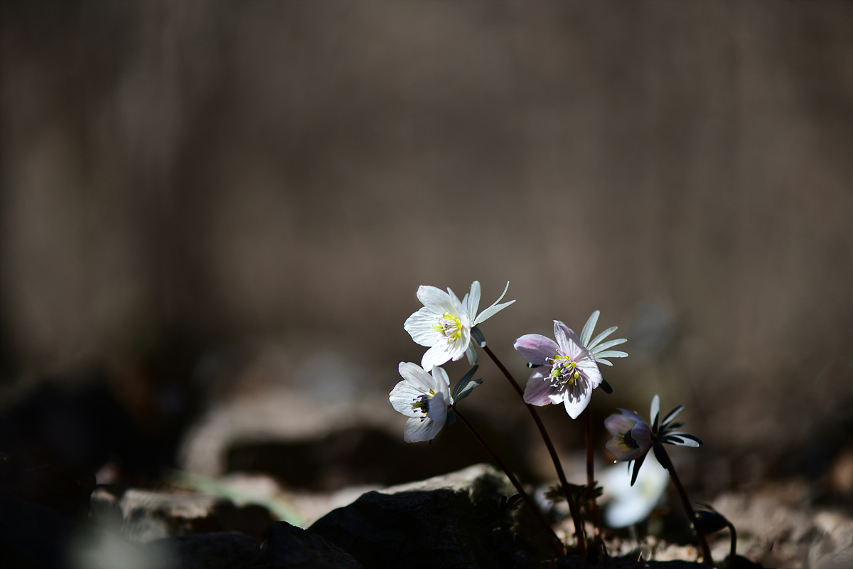 DSC_1948sss.jpg