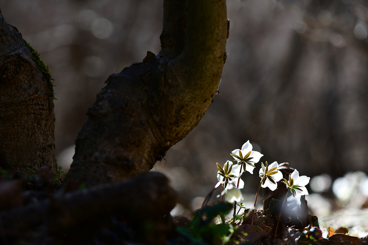 DSC_1905cc.jpg