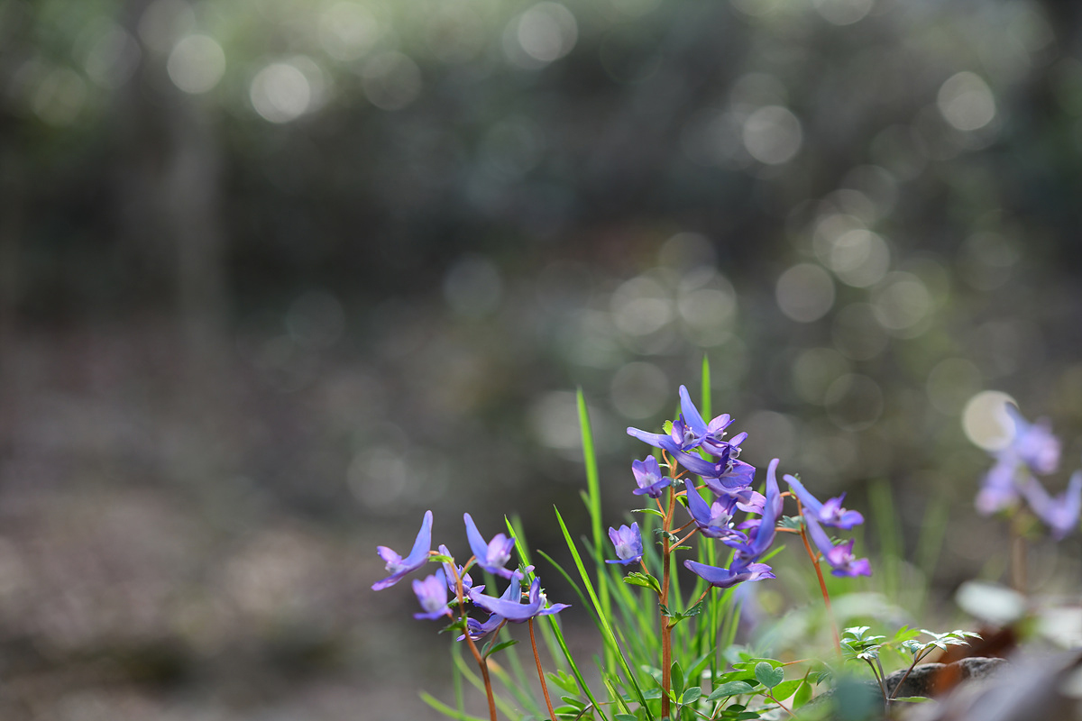 DSC_6172aaa.jpg