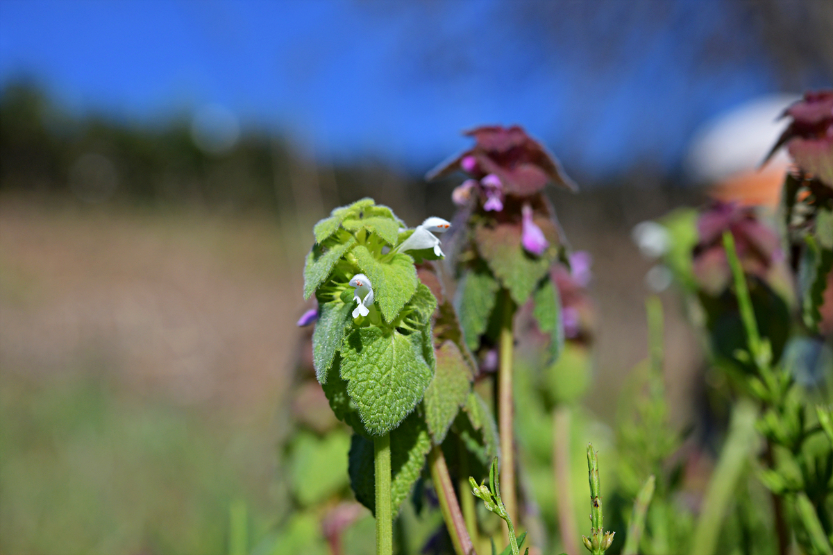 DSC_7107.jpg