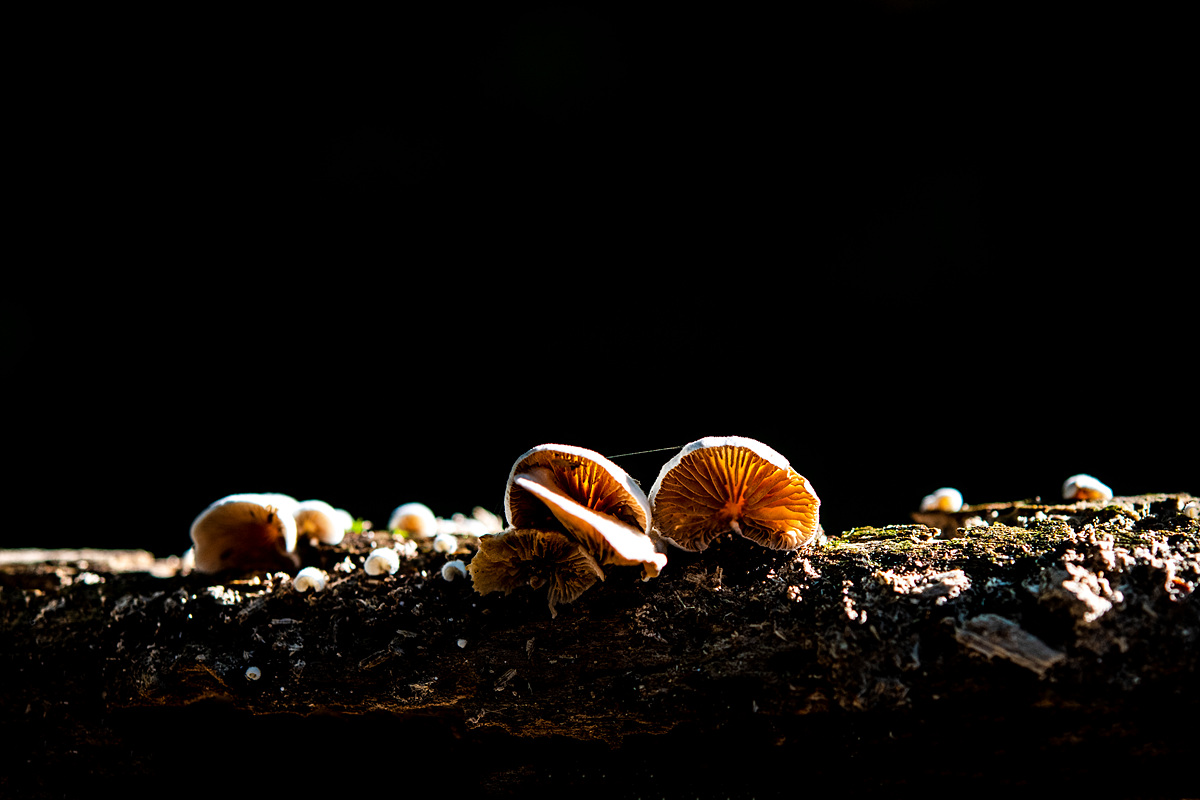 DSC_0936sss.jpg