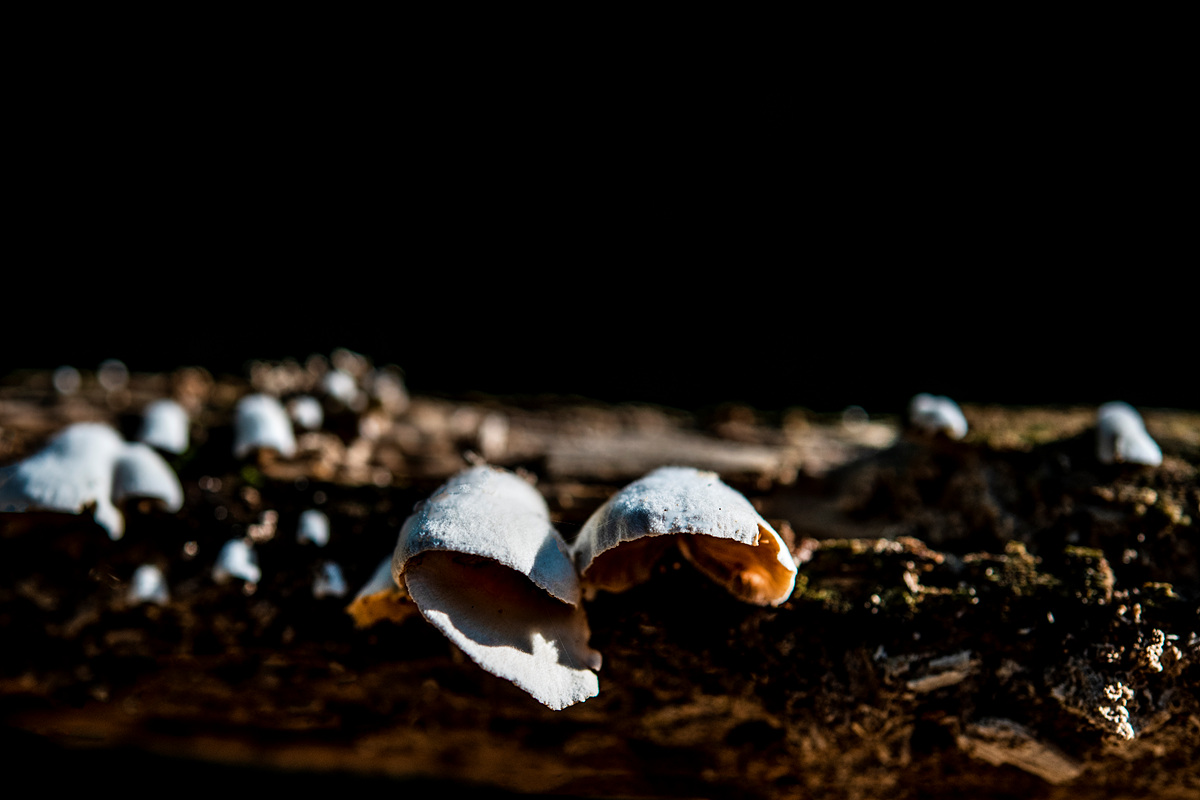 DSC_0939sss.jpg