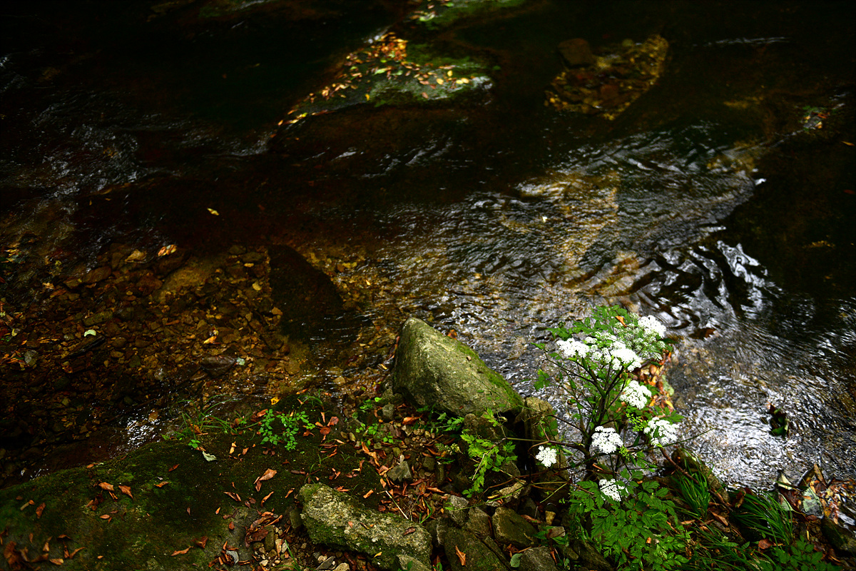 DSC_7247.jpg