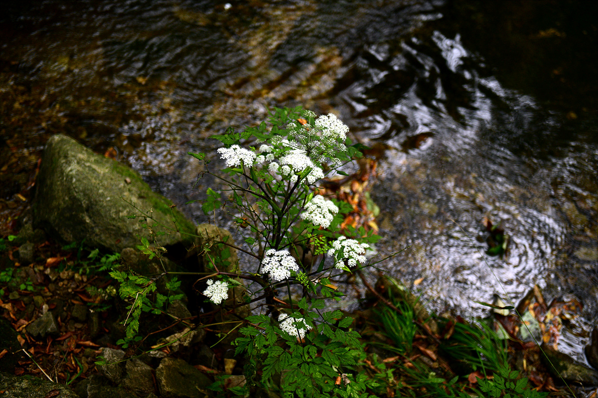 DSC_7245.jpg
