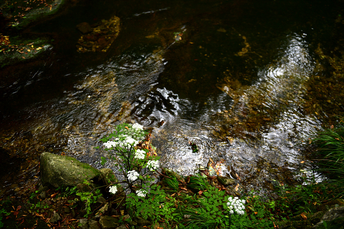 DSC_7246.jpg