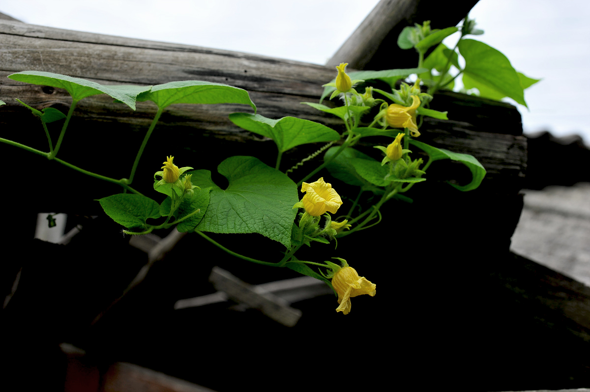20100718c 955as.jpg