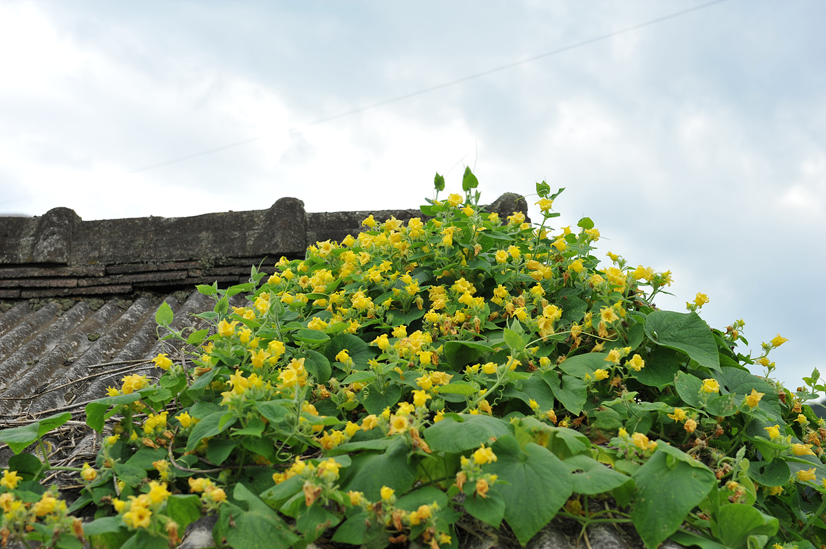 20100718c 1081.jpg