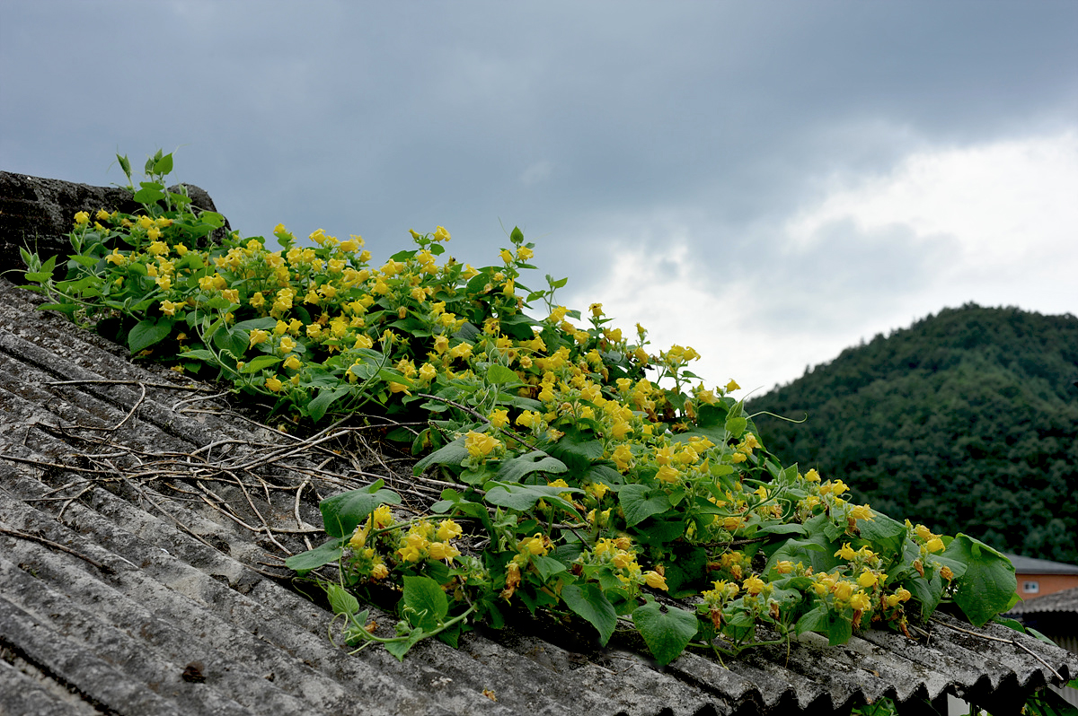 20100718c 998as.jpg