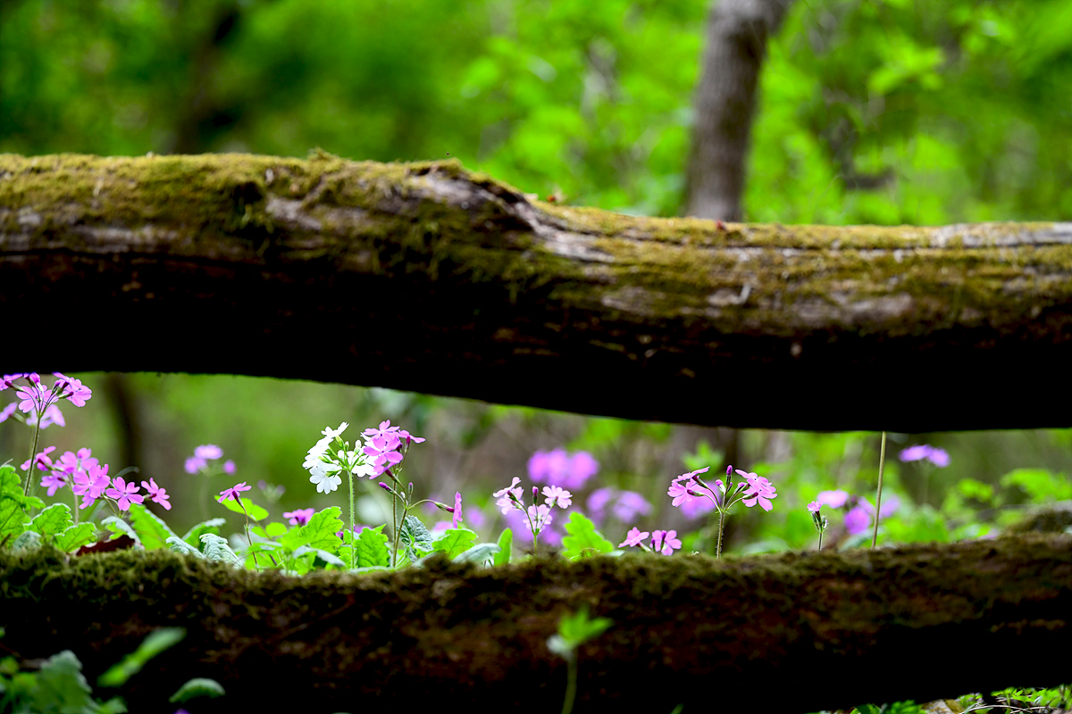 DSC_3997sss.jpg
