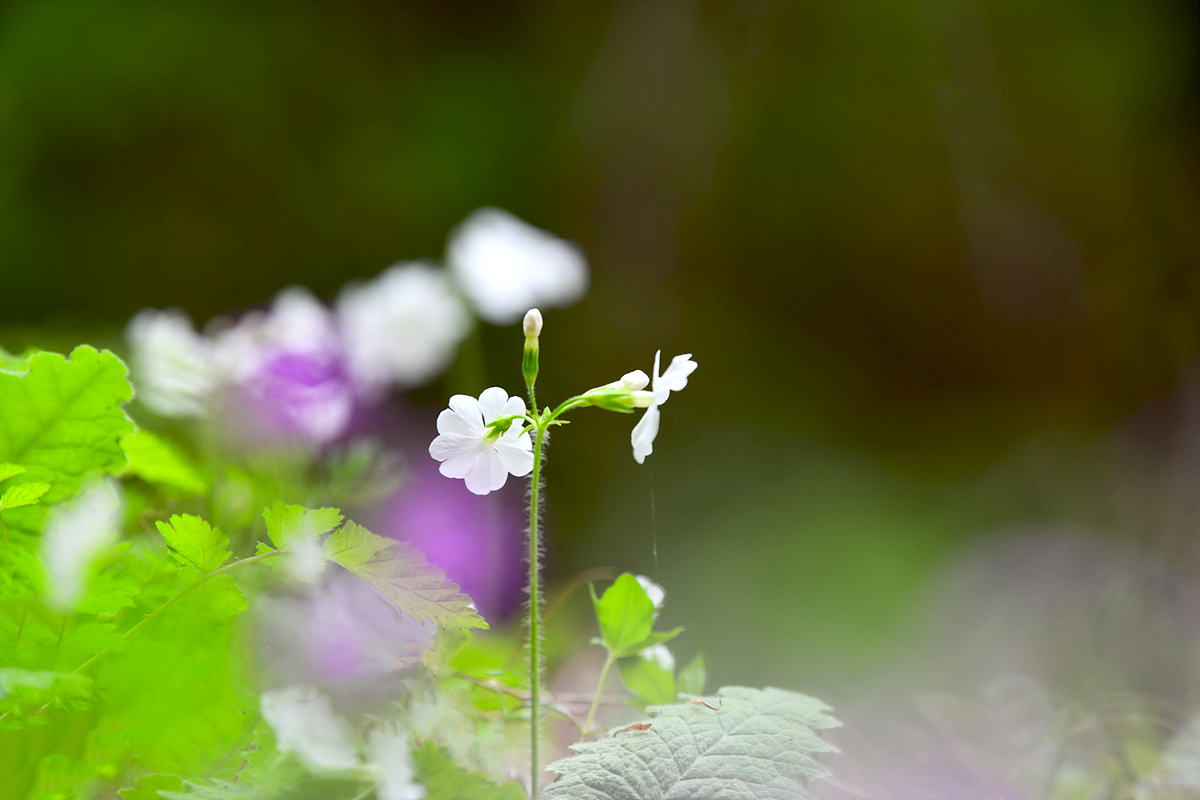 DSC_4047sss.jpg