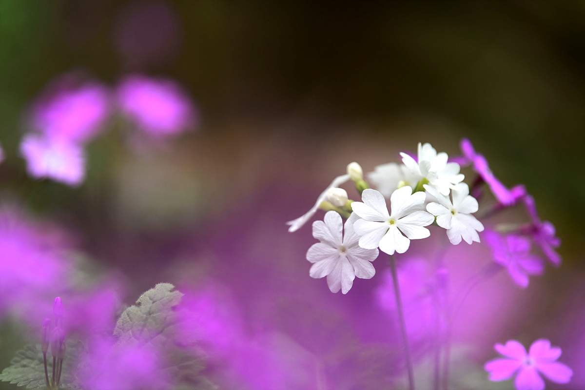 DSC_4004sss.jpg
