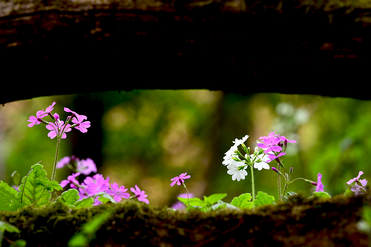 DSC_3974sss.jpg