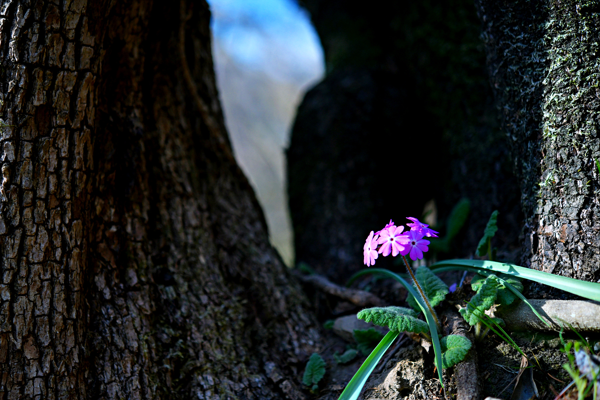 DSC_7740.jpg