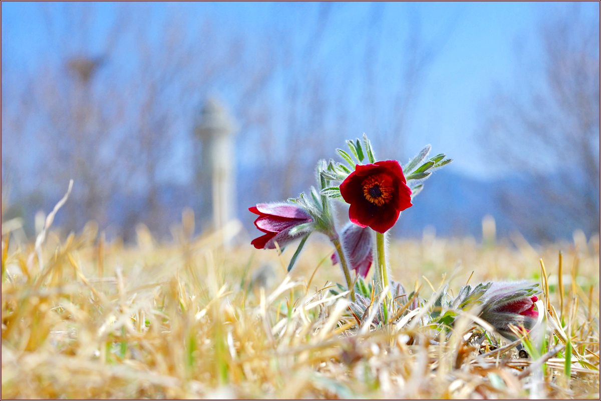 DSC_9397.jpg