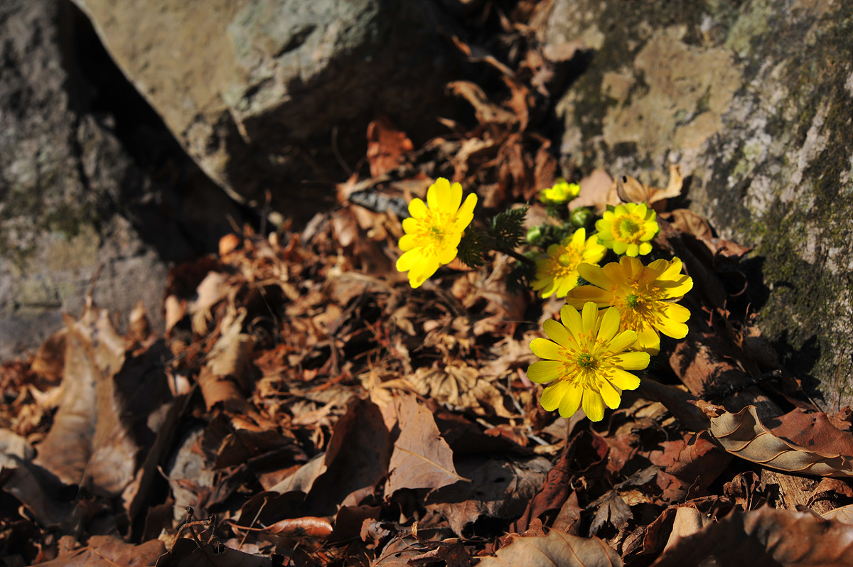 DSC_5268ss.jpg