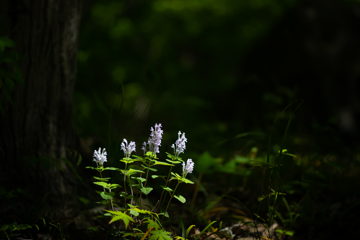 DSC_8133.jpg