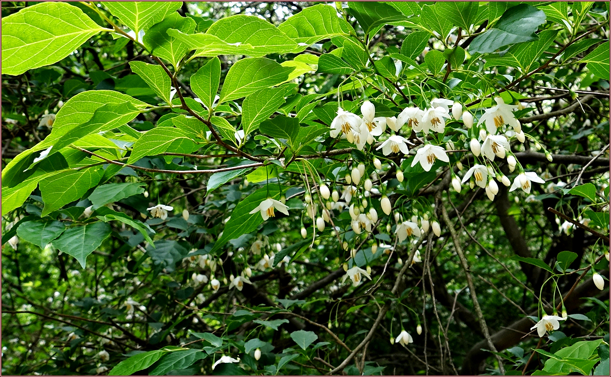 KHS00159때죽나무.jpg