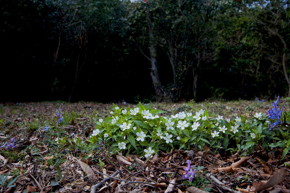 DSC_0726aaa.jpg