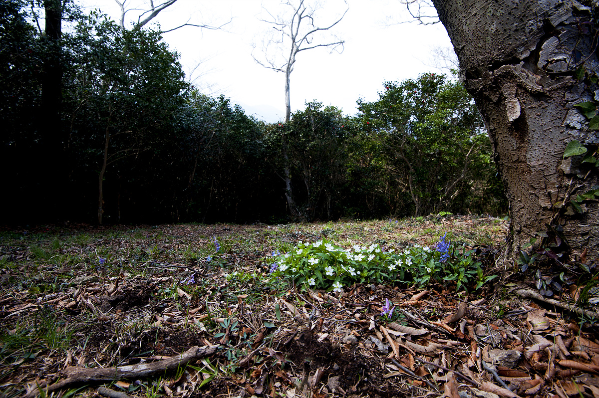 DSC_0728aaa.jpg