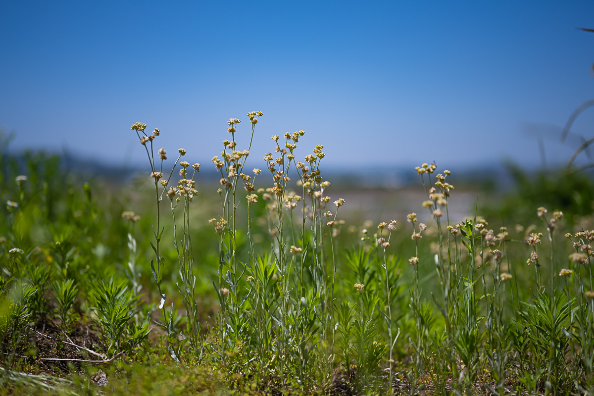 DSC_1135.jpg
