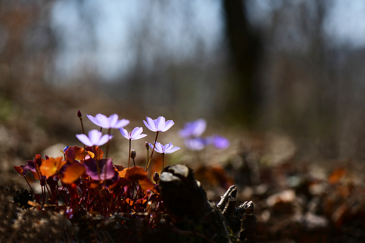 DSC_8896qqq.jpg