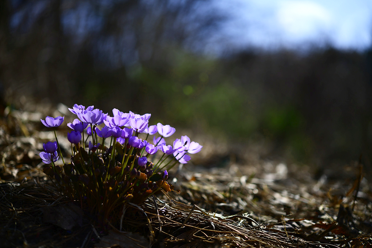 DSC_9275qqq.jpg