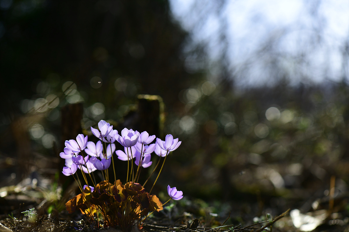 DSC_9432qqq.jpg