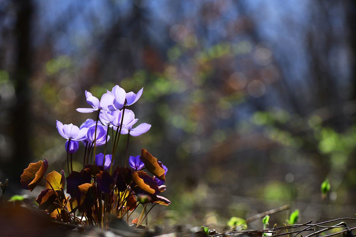 DSC_9465qqq.jpg