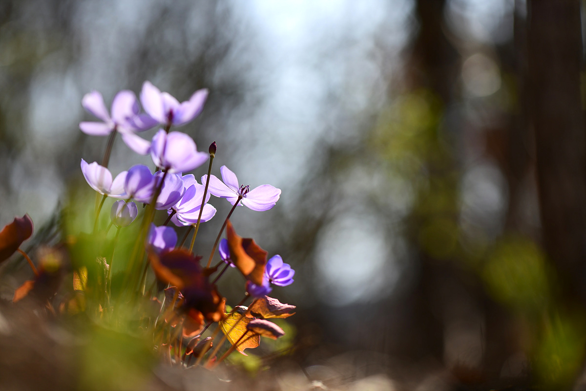 DSC_9475qqq.jpg