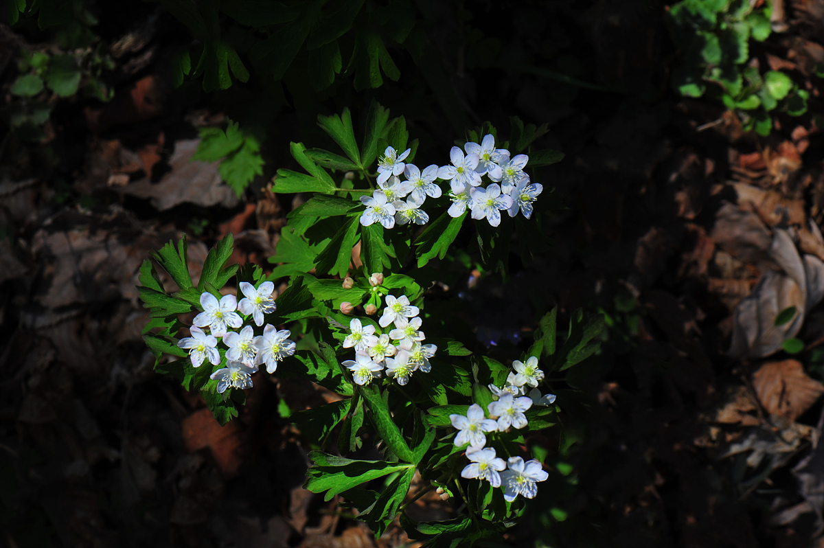 DSC_7267zzz.jpg