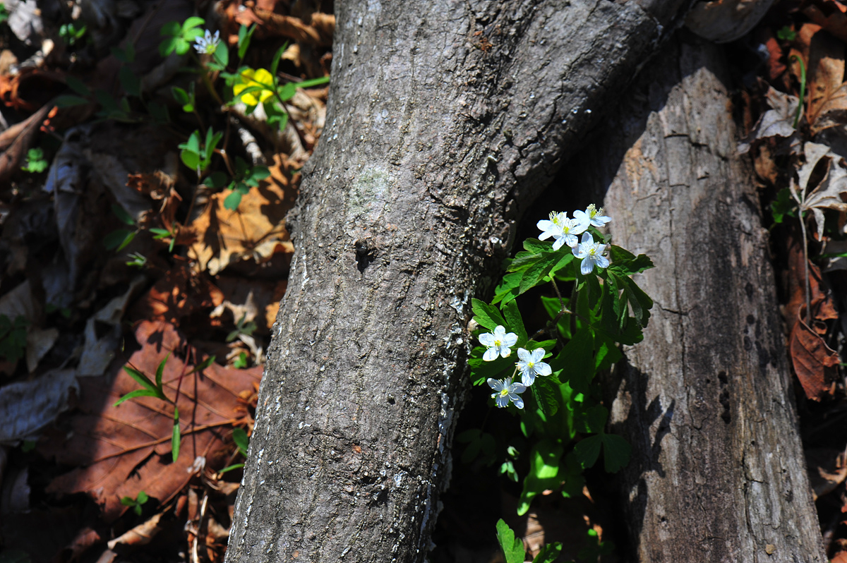 DSC_7391aa.jpg