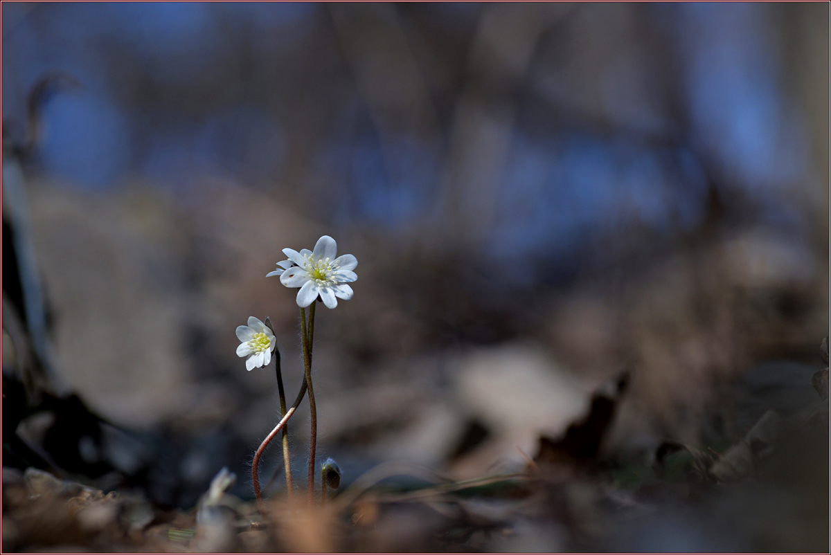 DSC_7821.jpg