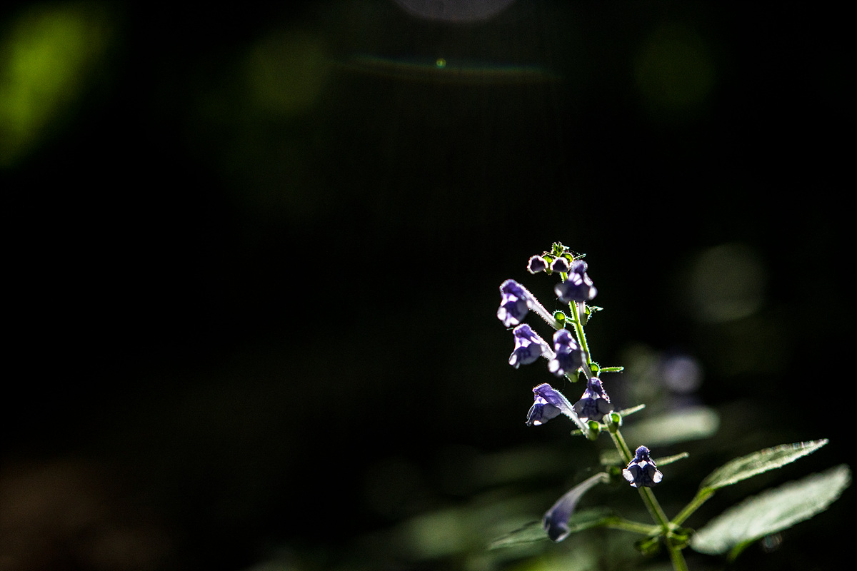_DSC8422ccc.jpg
