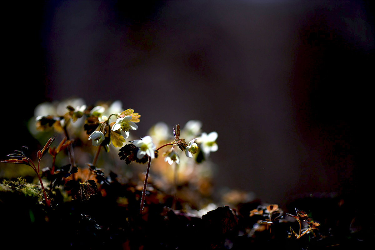 DSC_3743cc.jpg