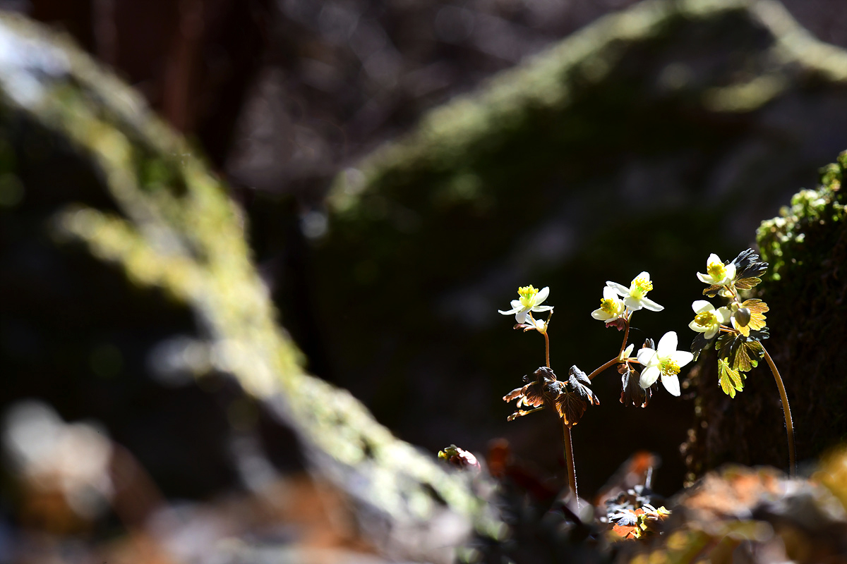 DSC_3927yyy.jpg