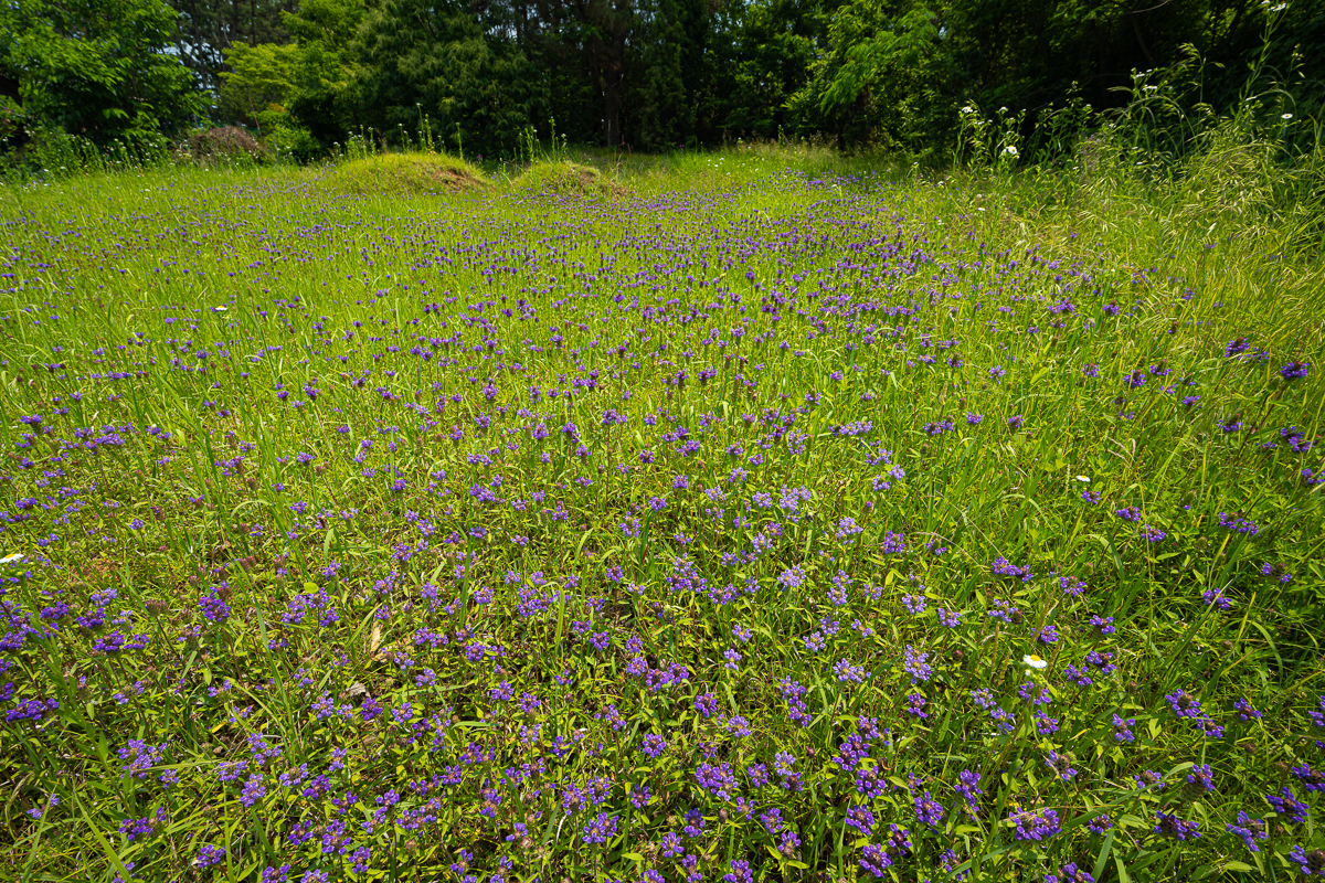 DSC_0771.jpg