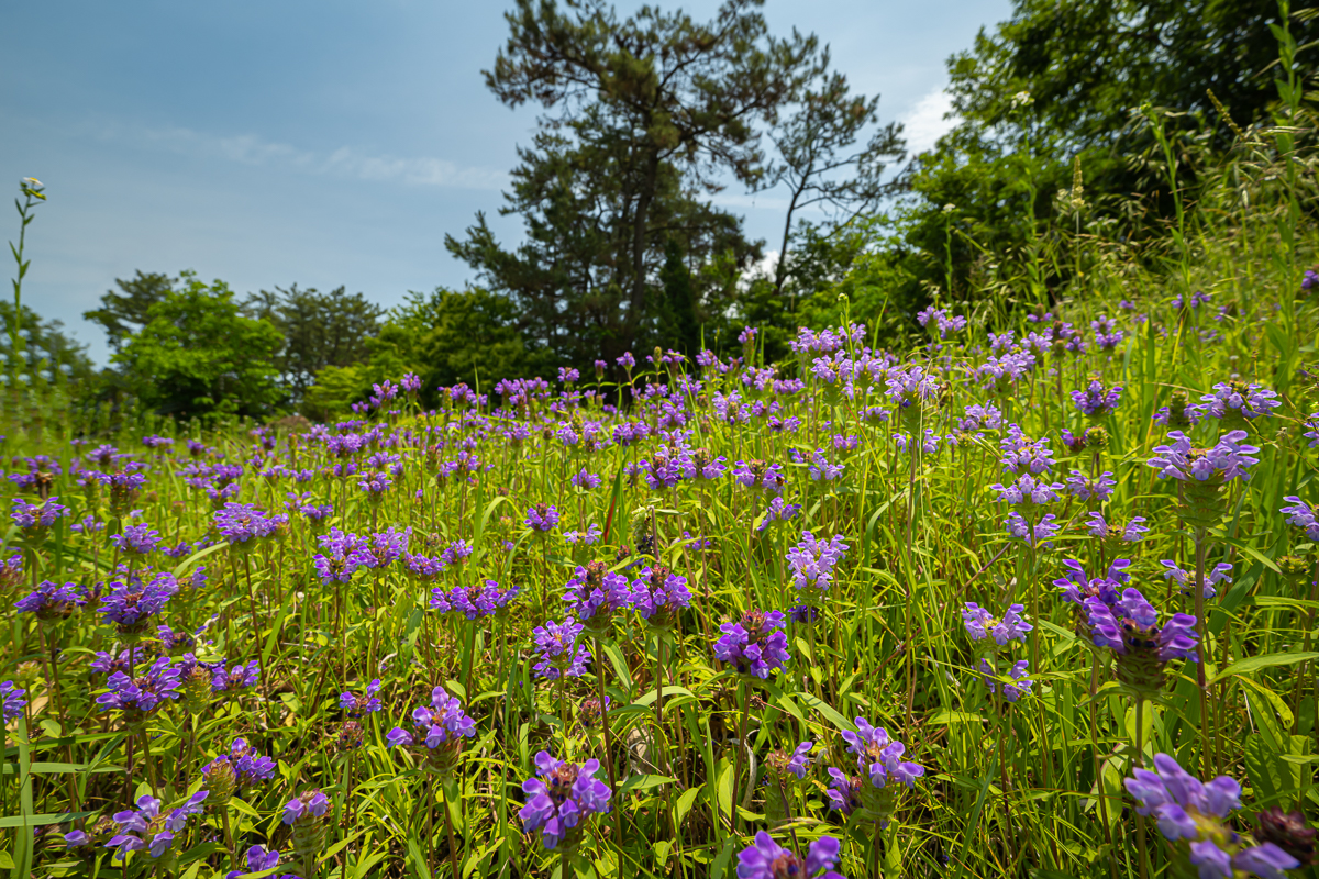 DSC_0772.jpg