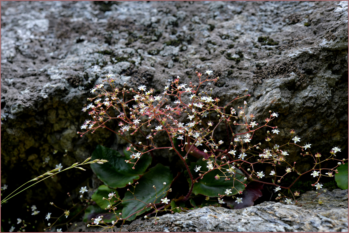DSC_4031.jpg
