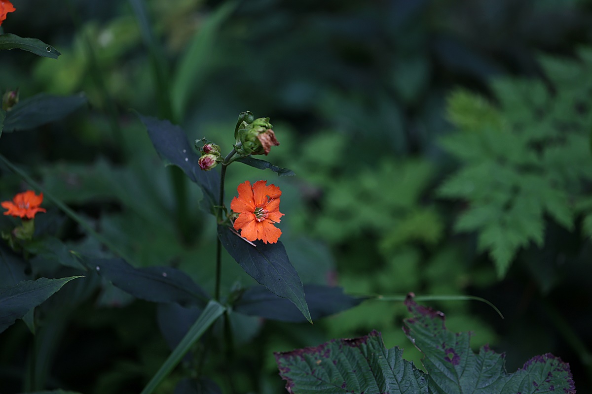 24-07-30 (182)-1.JPG