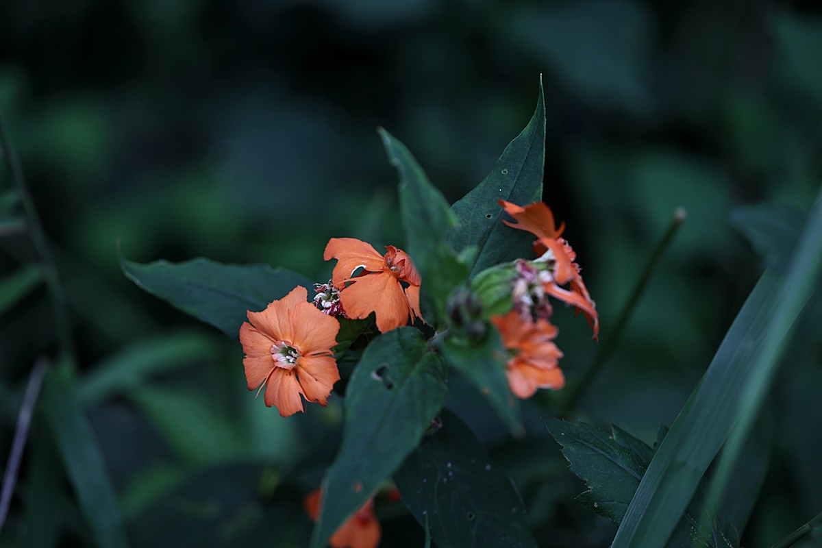 24-07-30 (184)-1.JPG
