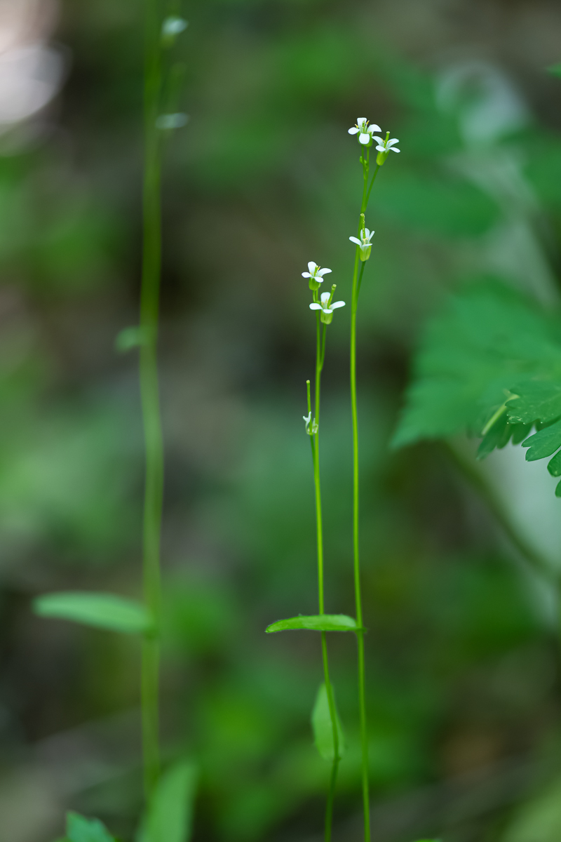 DSC_8527.jpg