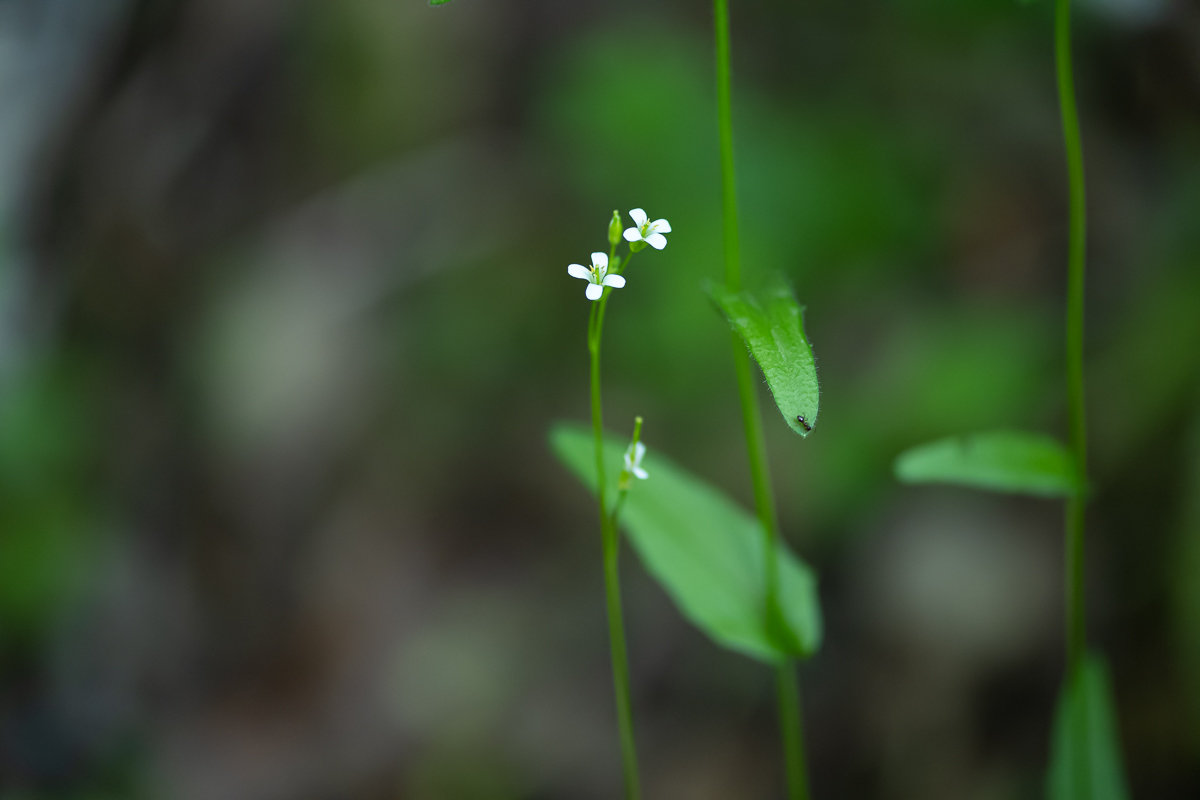 DSC_8521.jpg