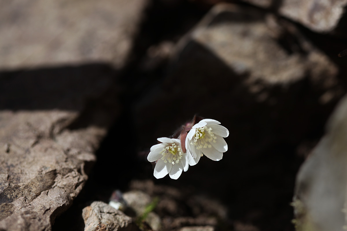 IMG_6565a.jpg