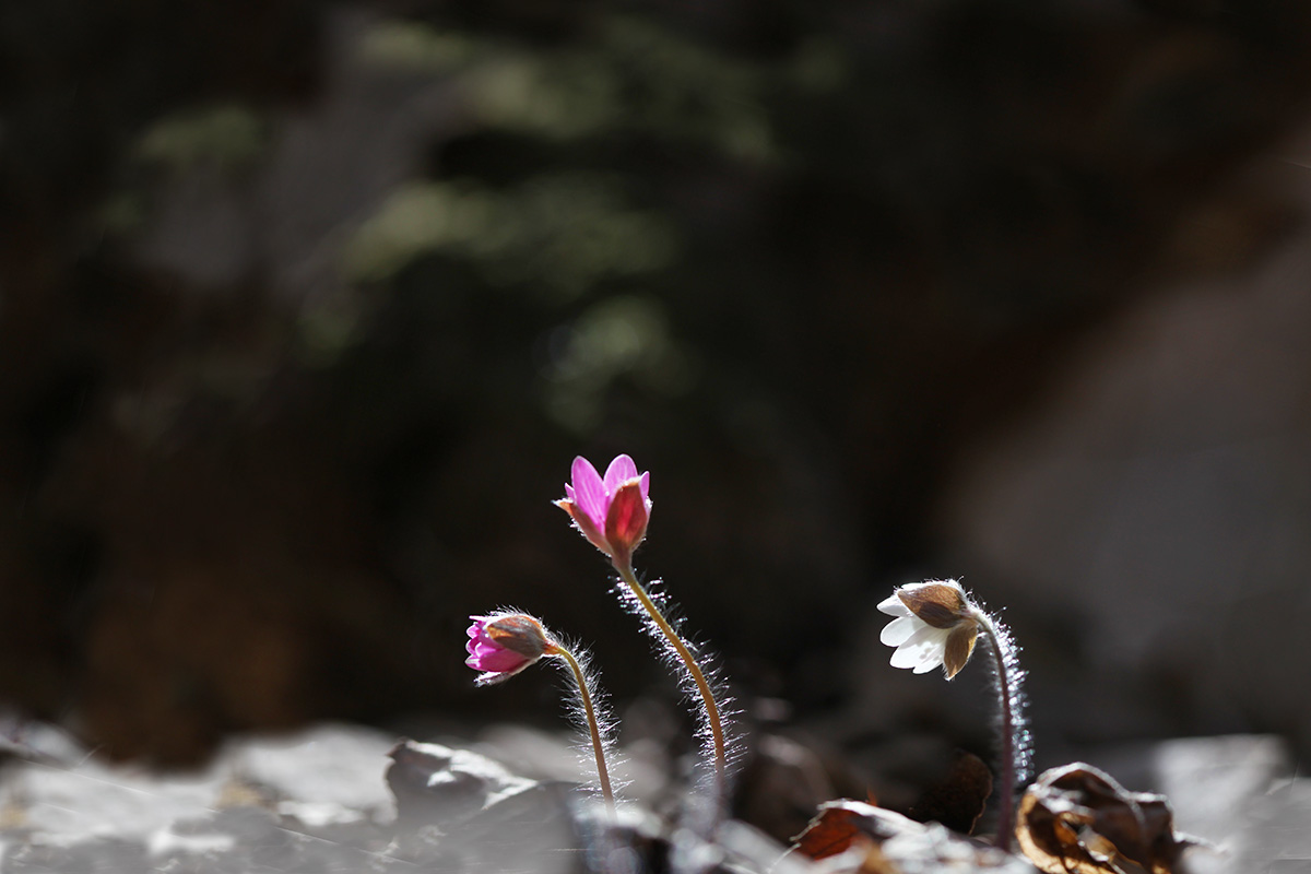 IMG_6564a.jpg