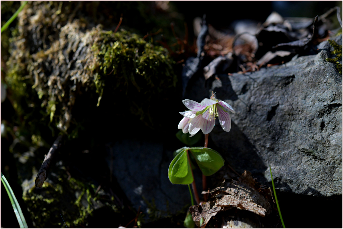 DSC_8198.jpg