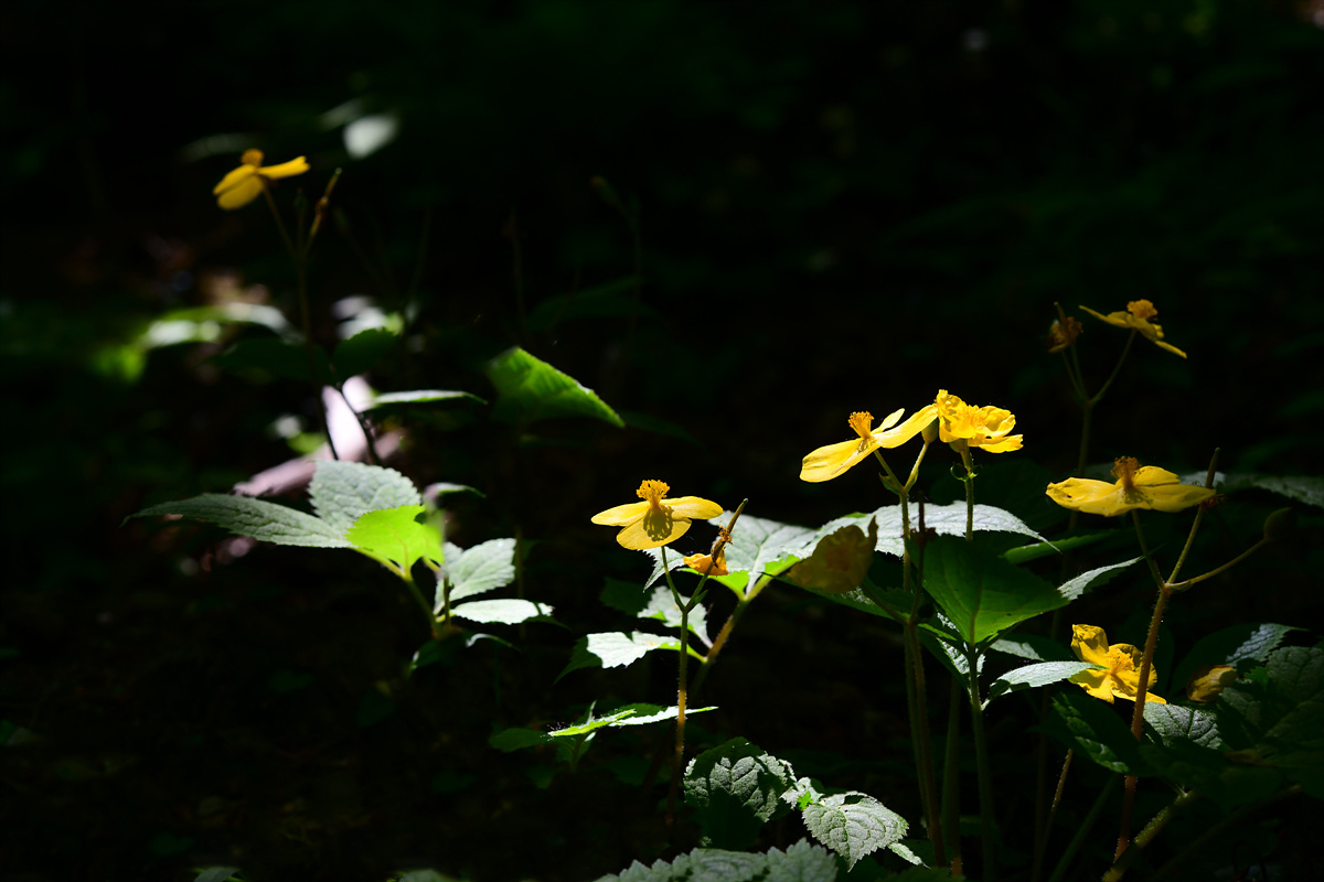 DSC_0348aa.jpg